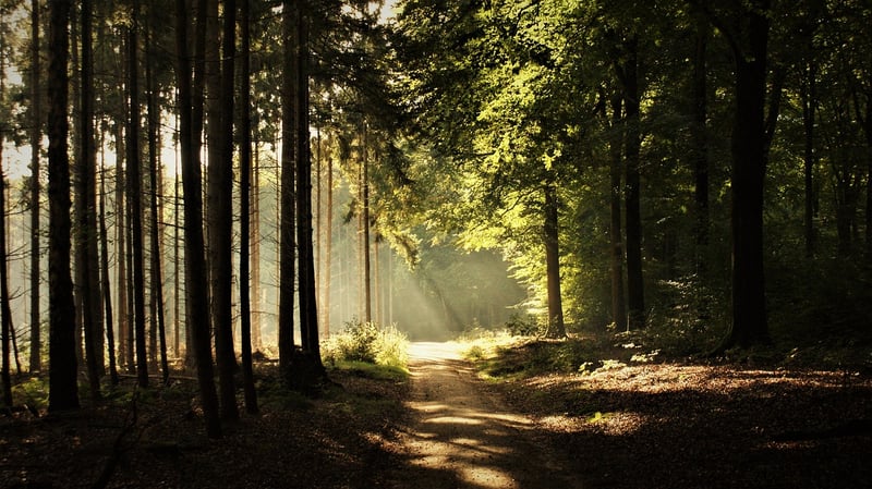 Mindful Walking Meditation